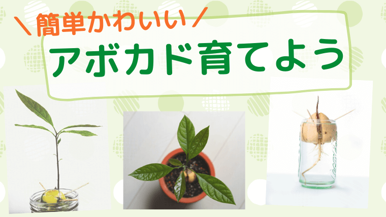 アボカドの栽培方法 3ヶ月の成長記録と育たない時の対処法 わんぱくびより